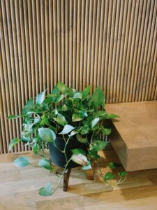 Pothos Plant In Black Pot With Legs