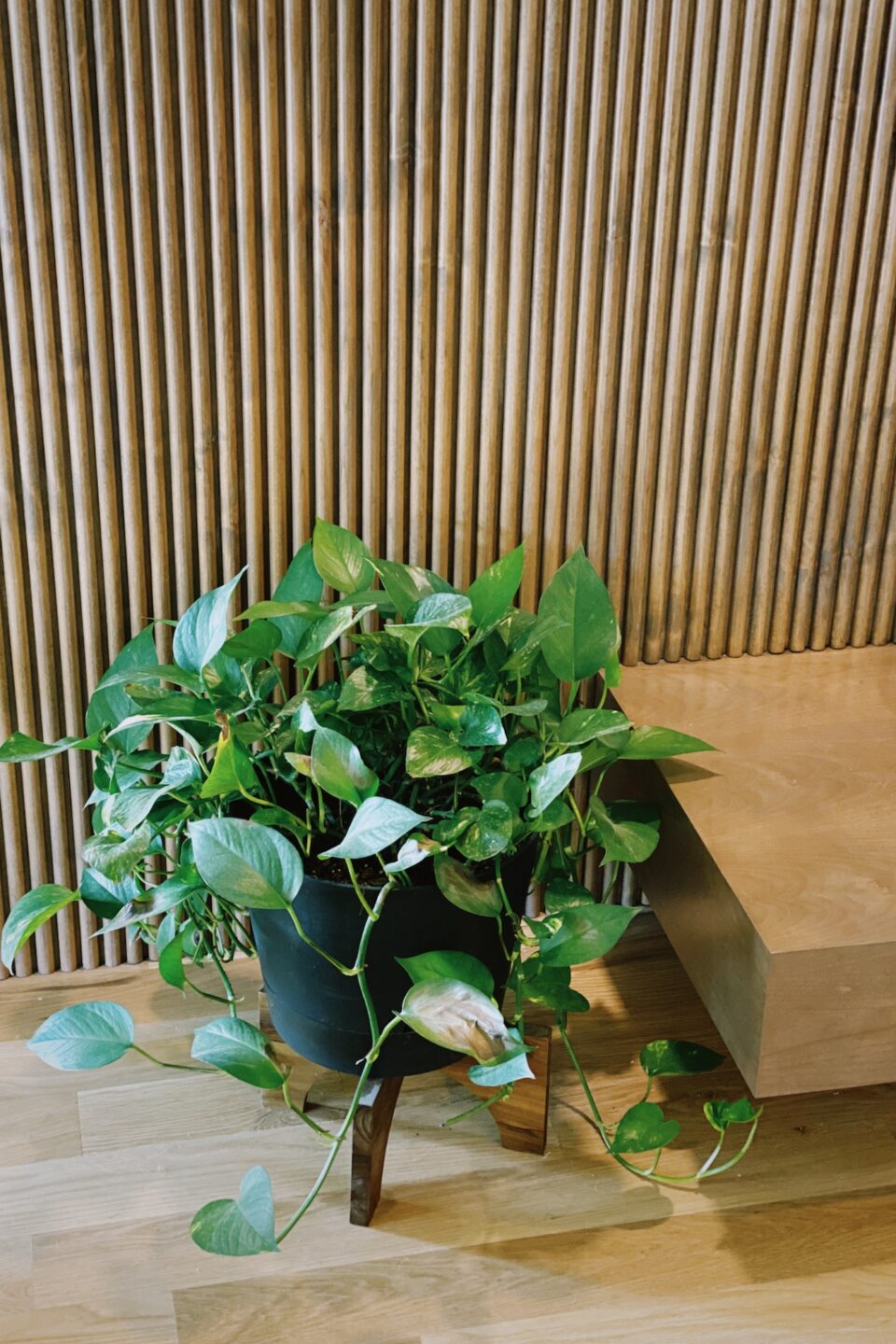 Pothos Plant In Black Pot With Legs