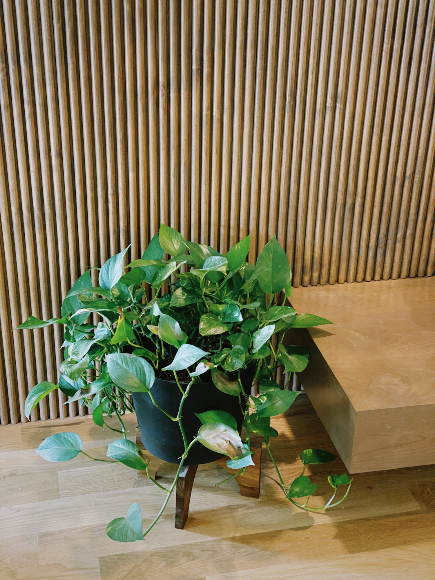 Pothos Plant In Black Pot With Legs